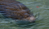 Florida manatee