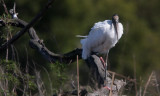 wood stork
