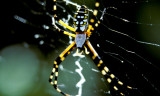 Garden spider