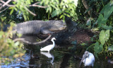 American alligator with wading birds