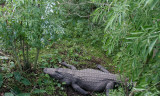 American alligator by nest