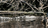 American crocodile