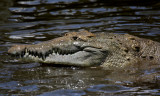 american crocodile