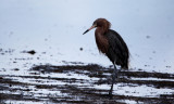 Reddish egret