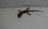 Gecko spp