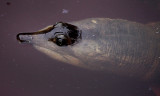 Florida soft shelled turtle