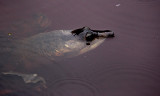Florida soft shelled turtle