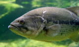 Gallery: Freshwater Fish, North America