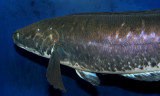 Red-banded snakehead