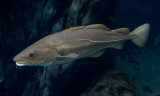 Gallery: Saltwater Fish