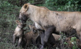 Lioness with cubs