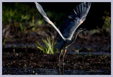 Great-blue heron