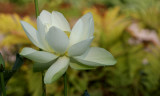 Lotus blossum
