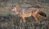 Golden jackal