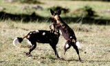 African wild dog