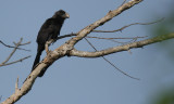 Smooth billed ani