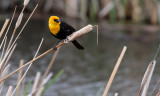 Yellow headed blackbird