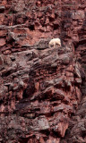 Mountain goat