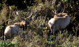 Tule elk bull