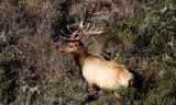 Tule elk bull