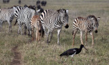Abdmins-stork with common zebra