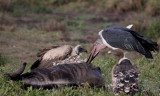 Marabou stork