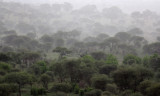 Tarangire rainstorm