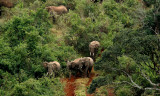 Elephant, The Ark, Kenya