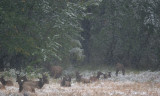 Waterton Lakes N.P, Elk in  snow storm