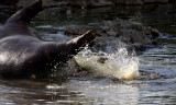 Nile crocodile feeding on hippo