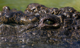 Nile crocodile