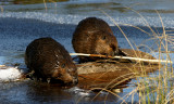 Beaver, Algonquin Park