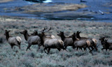 Rocky Mountain Elk, fleeing wolves