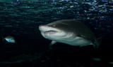 Sand tiger shark (c.c.)