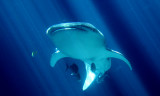 Whale shark (c.c.)