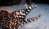 Spotted moray (c.c.)