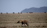 Spotted hyena with wildebeest