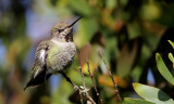 Gallery: Hummingbirds