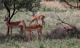 Impala and Kirks dikdik