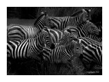 Zebras stampeding from waterhole