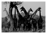 Masai giraffe convention