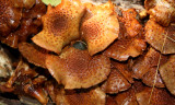 Fungi of Riverwood