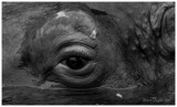 The eye of the hippo