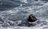 Galapagos Sea Lion