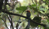 Rufous Motmot