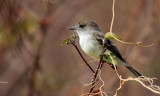 Galapagos Flycatcher