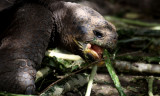 Galapagos Tortoise (G. e. chathamensis)