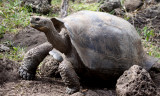 Galapagos Tortoise sp
