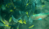 Razor Surgeonfish with Parrot Fish