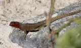 Espanola Lava Lizard